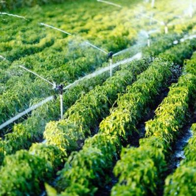 Irrigation img 1.jpeg